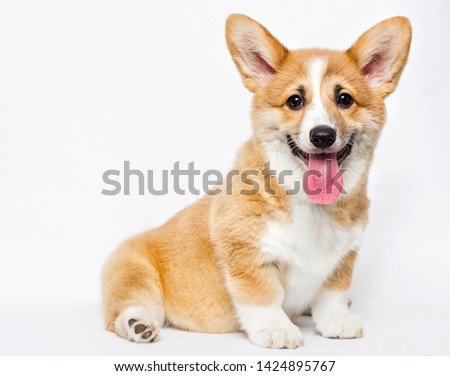 cute welsh corgi puppy smiles Royalty-Free Stock Photo #1424895767