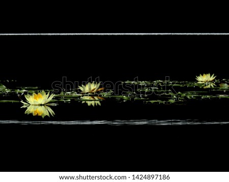 yellow lotus blooming on water in the pond at morning