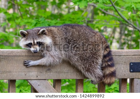 Close-up of a female raccoon resting on the railing of a wooden deck against a green leafy background.