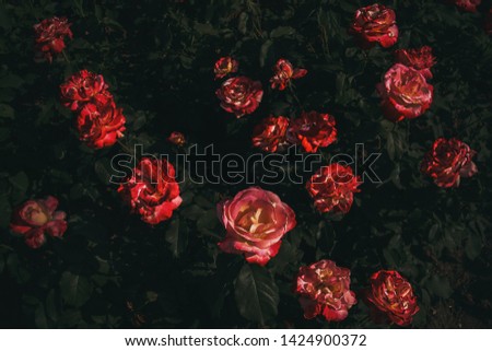 dark roses blooming at night