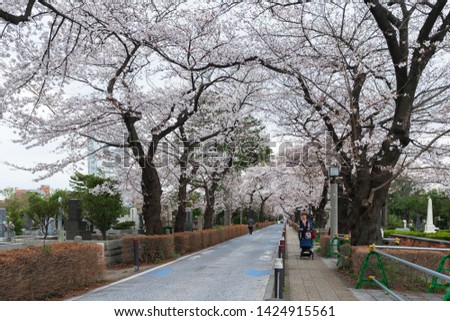 TOKYO, JAPAN - MARCH 29, 2019: Cherry blossom festival at Aoyama Cemetery. Aoyama Cemetery is a popular spot during spring season Royalty-Free Stock Photo #1424915561