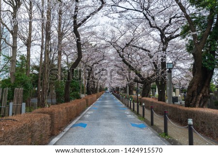 TOKYO, JAPAN - MARCH 29, 2019: Cherry blossom festival at Aoyama Cemetery. Aoyama Cemetery is a popular spot during spring season Royalty-Free Stock Photo #1424915570