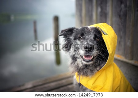 Dog with rain coat at the lake. Dog in the rain. Royalty-Free Stock Photo #1424917973