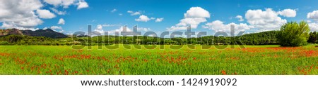 Red Poppies in cornfiled with blue sky panoramic view