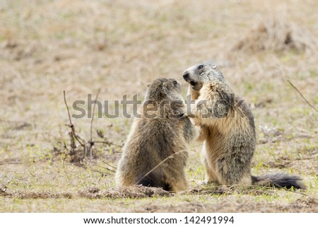 Two marmots while playing
