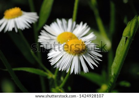 White daisies with a yellow middle closeup. Shallow depth of field
