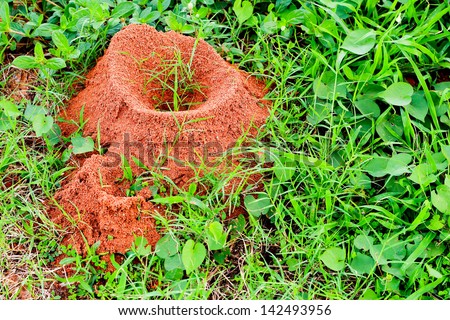 Ants nest
