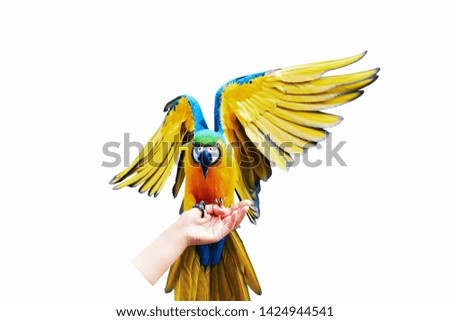 colorful flying (macaw) parrot ,isolated on white background,(photo blurred).
