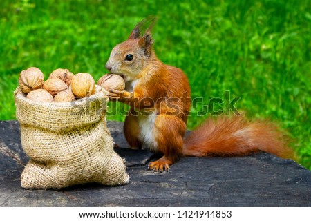 Squirrel eats nuts in the park. A bag with walnuts - a gift for a squirrel. Royalty-Free Stock Photo #1424944853
