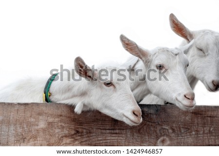 three white goats ask for something behind a wooden fence on a white background