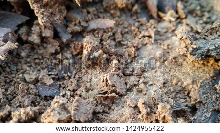 A Small Black ant eating Termite Larvae