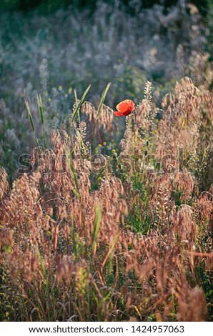 Morning poppy on field with grass