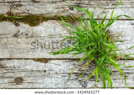 Texture of old wooden boards and grass. Natural background for design, screen saver