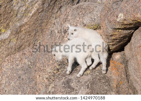 Two young Mountain Goats playing on the rocks on Mount Evans in Colorado.