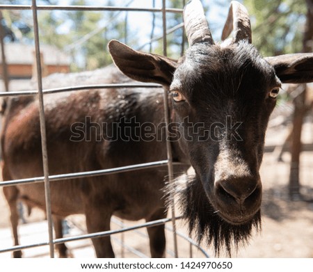 Goat is watching you take his picture