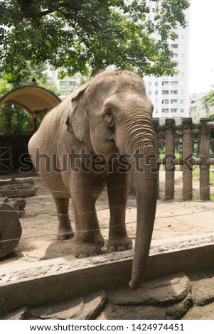 elephant is looking for food
