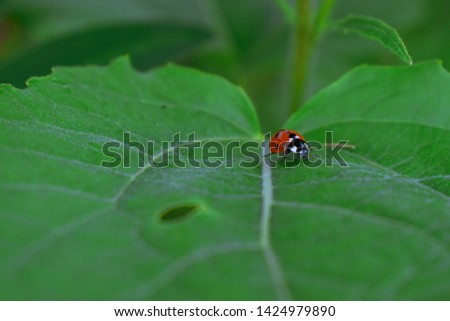 Macro picture of a ladybug on a leaf