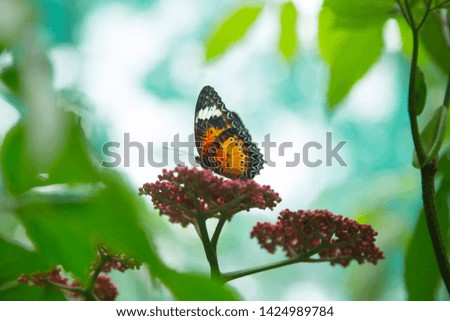 Monarch Butterfly - A monarch butterfly feeding on  flowers in a Summer garden.