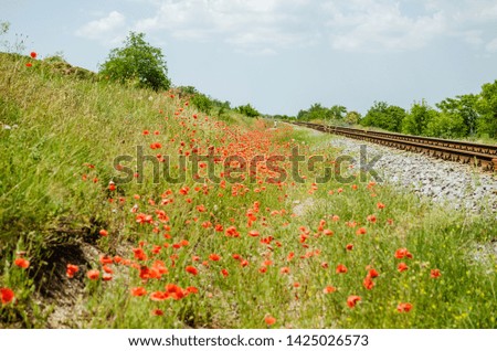 Red field in the countryside