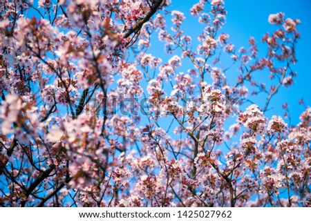 Pink cherry blossoms blooming in bright springtime sun under vibrant blue sky