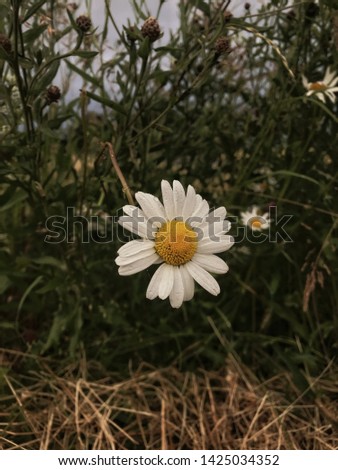 one daisy on a background of green and delta grass, with drops of dew on the petals