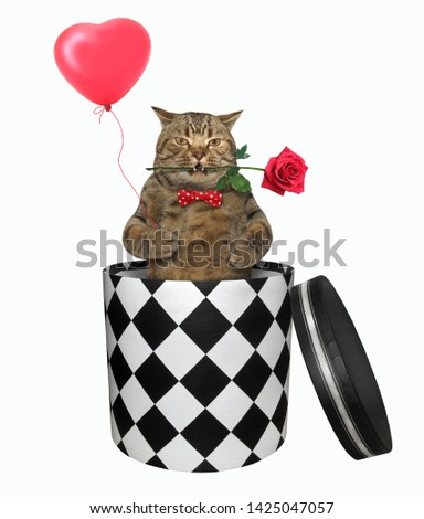 The cat in a red bow tie with a balloon and rose is getting out of the gift box. White background. Isolated.