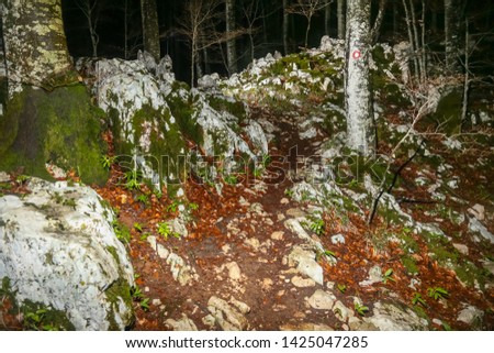 Rocky mountain path in the forest during night. 
