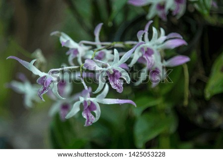Royal Orchid with green leaves