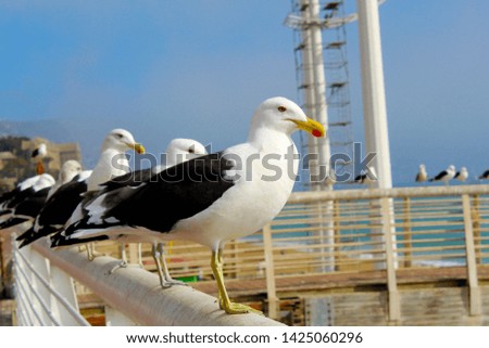 birds looking at the landscape in the harbor