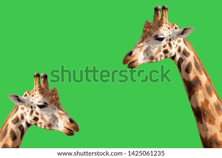 Portrait of two giraffes on green background