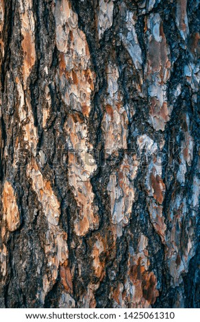 Tree bark in gray and brown colors