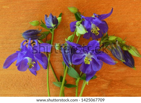 beautiful blue flower blooms in garden on wood background background