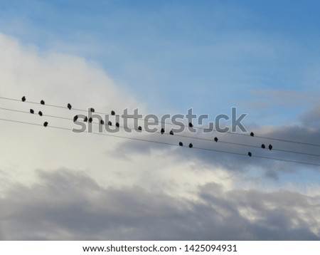 Birds resting on a wire