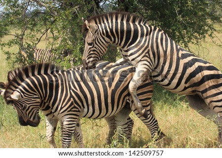 zebra herbivorous mammal of the African savannah zebras live in numerous flocks on the plains south africa kruger national park