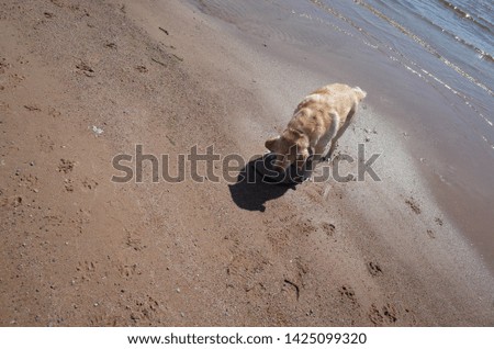 The dog runs on water, plays with a stick.