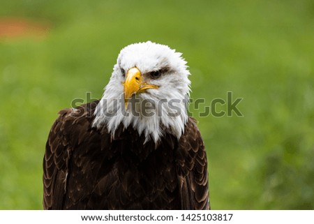 Portrait of a incredible fishery eagle in a sunny day