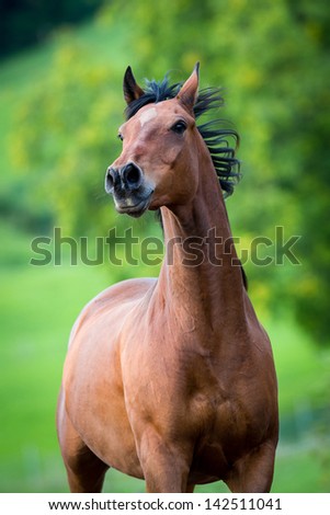 Brown horse running on green background in summer.