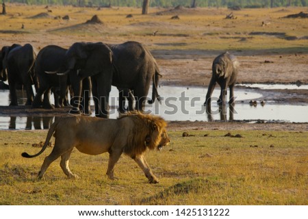 Lion stalks elephants on safari