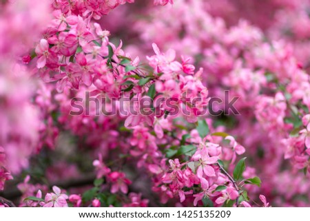 Blooming apple tree pink color