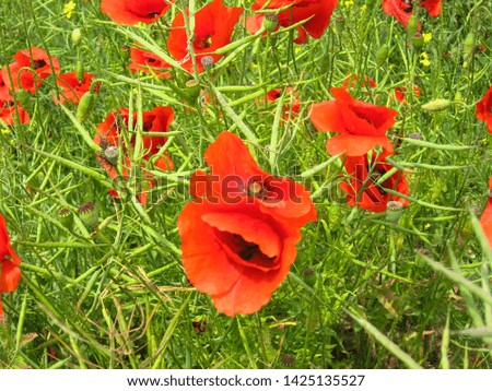 Many flowers of a red poppy on the background of a field