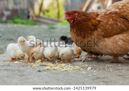 Close up yellow chicks on the floor , Beautiful yellow little chickens, Group of yellow chicks. Royalty-Free Stock Photo #1425139979