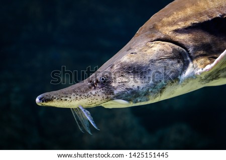 Sturgeon swims underwater, head of live sturgeon in water close-up. Life of rare animals. Young sturgeon or beluga in nature habitat.