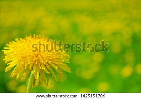 one dandelion in the lower left corner close-up against a yellow-green bokeh