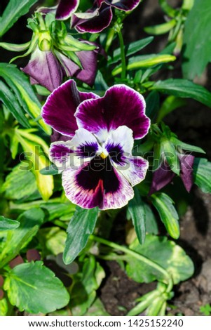 flower violet white pansy close-up