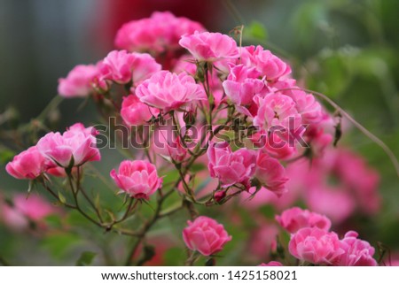 pink and purple flowers garden cool
