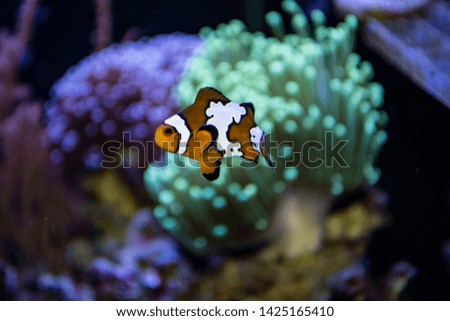 Amphiprion Ocellaris Clownfish In Marine Aquarium (Nemo fish)