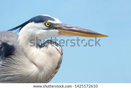 A Closeup Image of the Head and Neck of a Great Blue Heron Pictured Against a Bright Blue Sky