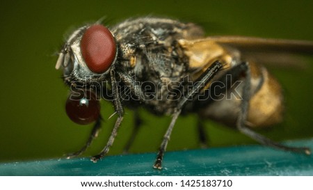 small fly in close up macro