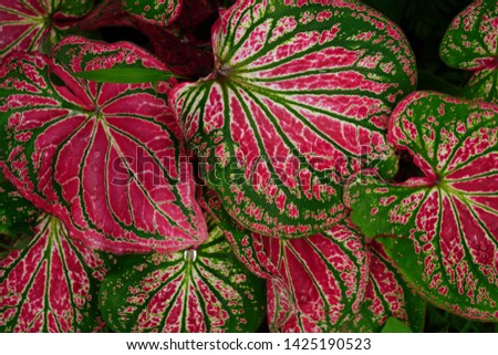 The colorful Caladium are the Queen of the Leafy Plants.
