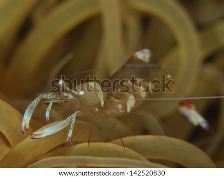 Anemone Shrimp (Periclimenes magnificus)